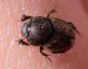 Onthophagus similis